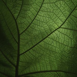 LEAF NATURE 05