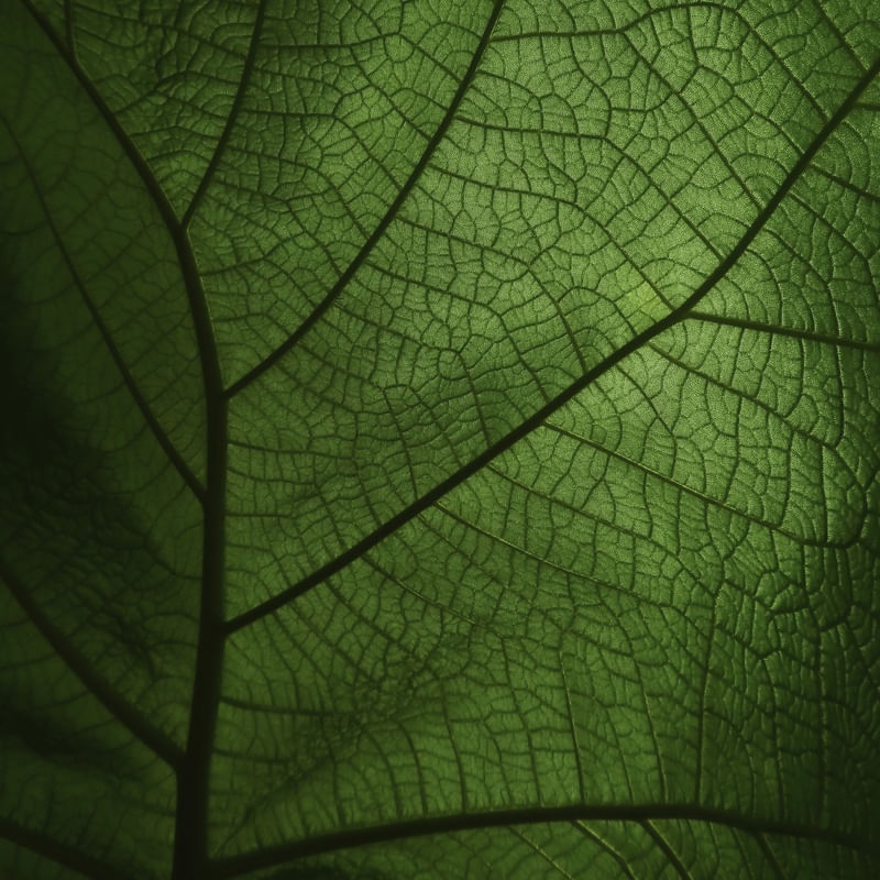 LEAF NATURE 05