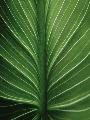 LEAF NATURE 17