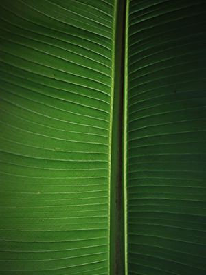 LEAF NATURE 18
