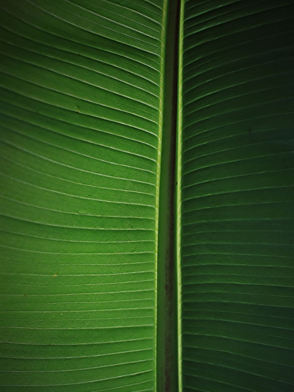 LEAF NATURE 18
