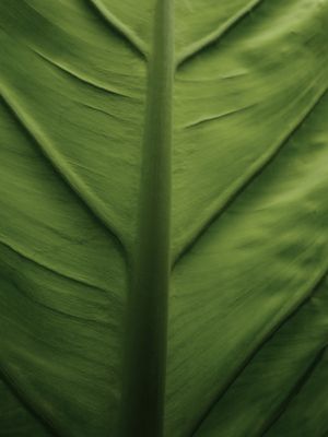 LEAF NATURE 19