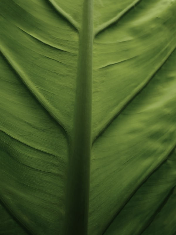 LEAF NATURE 19