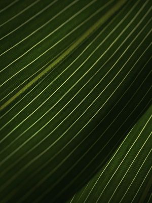 LEAF NATURE 20