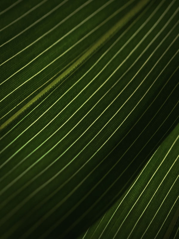 LEAF NATURE 20