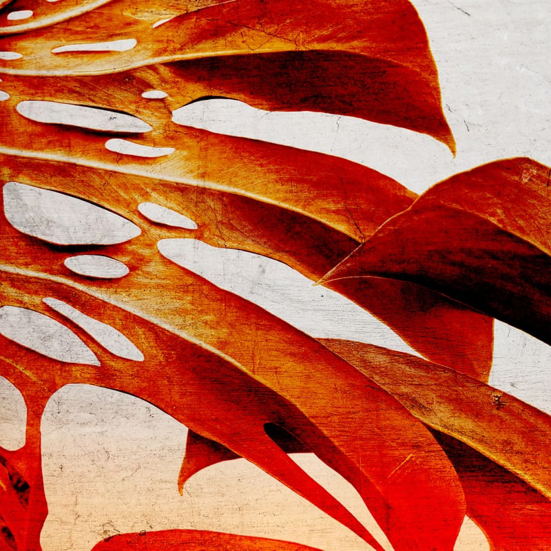 MONSTERA TEXTURE