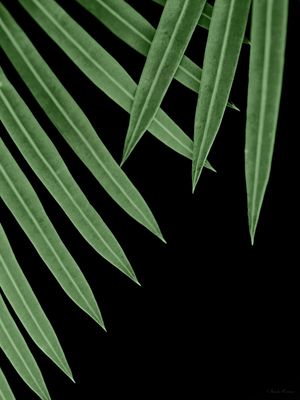 SM - FOLHAS VERDES 07