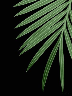 SM - FOLHAS VERDES 06