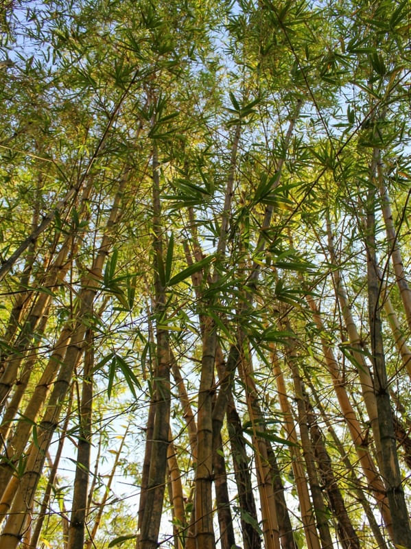 BAMBU - CUBATÃO