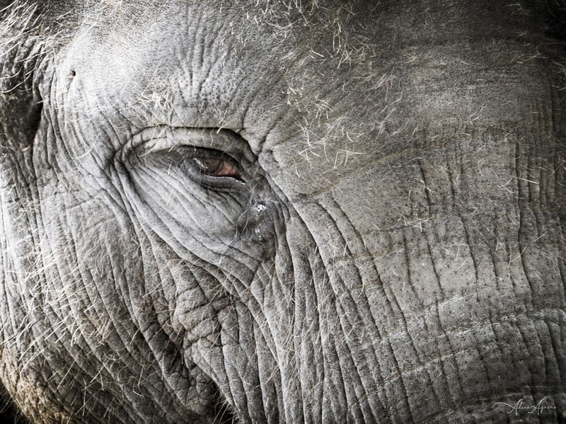 OLHAR DE UM ELEFANTE