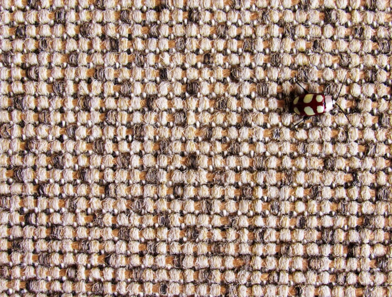 LADYBUG