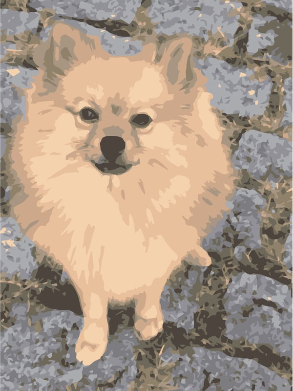 SPITZ ALEMÃO