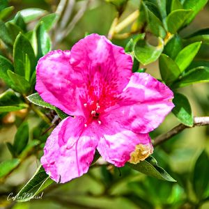 PINK IN MY GREEN