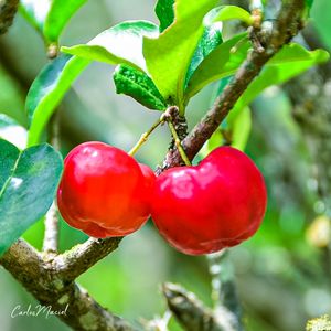 ACEROLA QUE TE QUERO