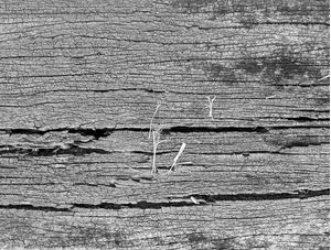 TEXTURA DA MADEIRA