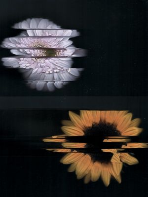 FLORAL FRACTAL