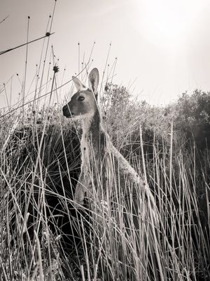 CANGURU EM SEU HABITAT