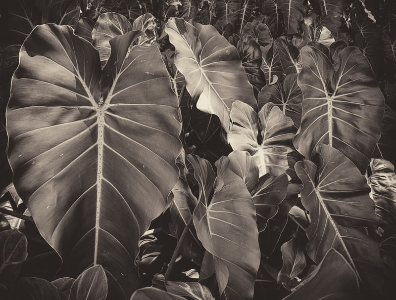 CORAÇÕES DA NATUREZA