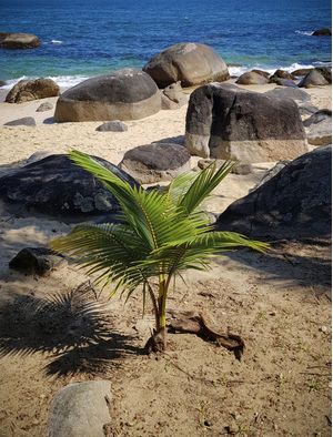 PALMEIRA PRAIANA