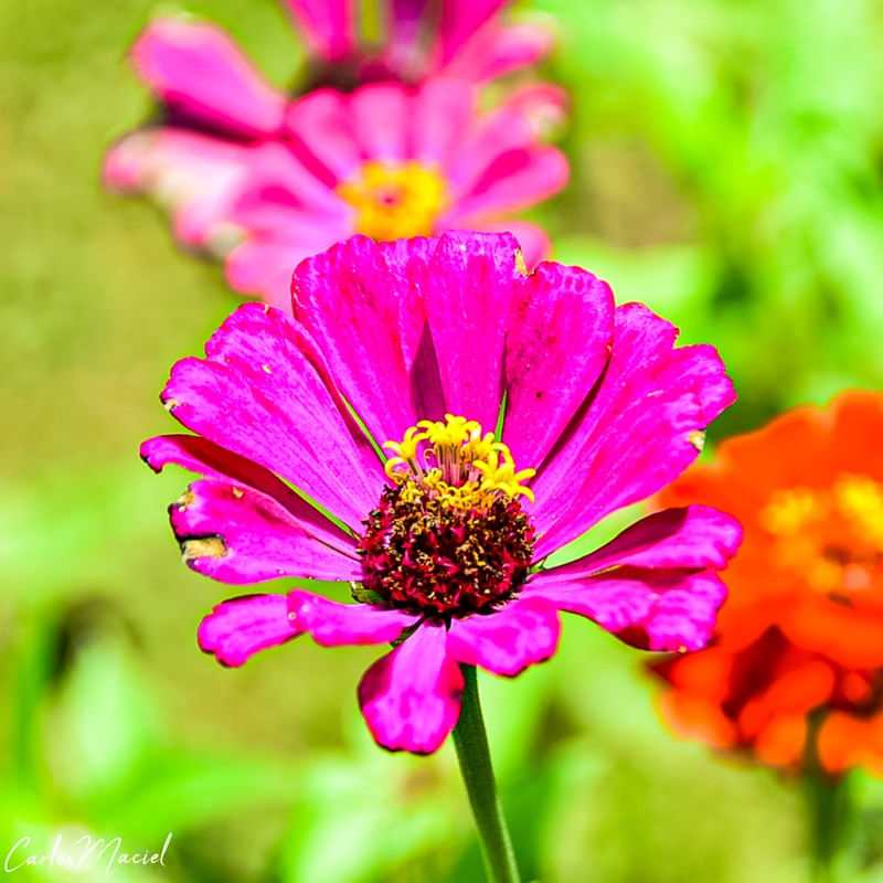 VANESSA VERGARA FLOWER