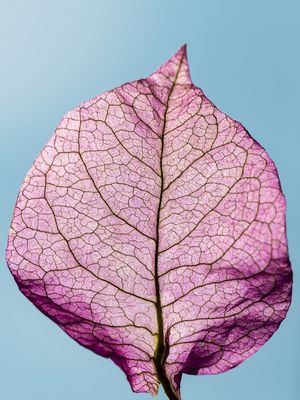 FOLHA BOUGAINVILLE
