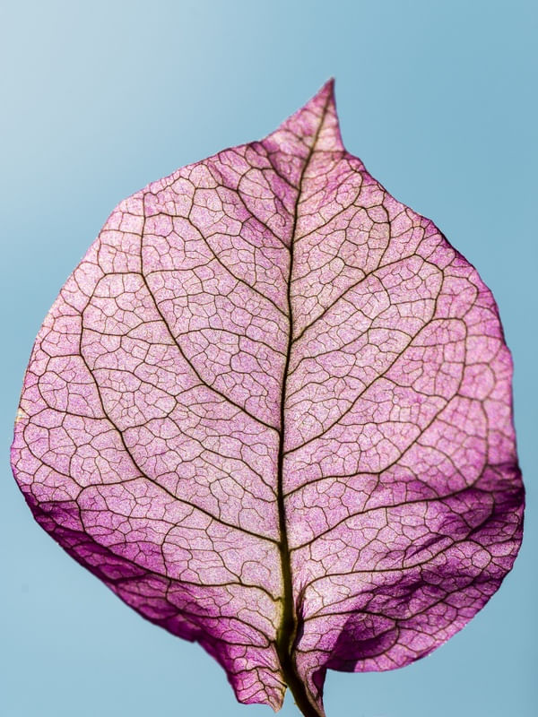 FOLHA BOUGAINVILLE