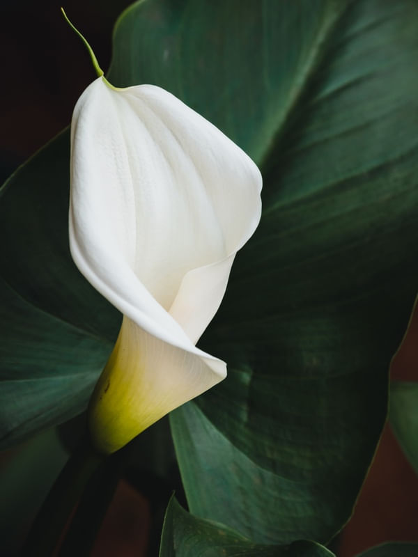 FLOR COPO DE LEITE_3