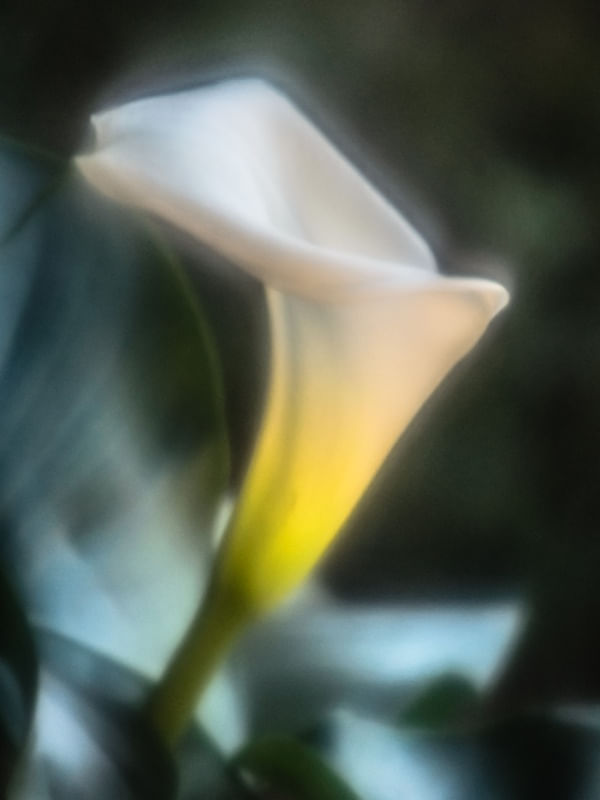 FLOR COPO DE LEITE_4