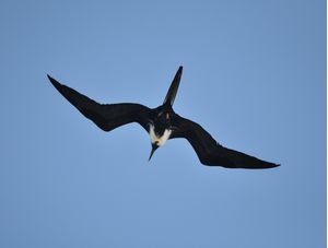 GAIVOTA VOANDO