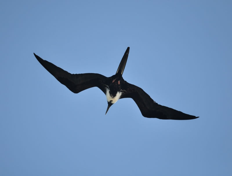 GAIVOTA VOANDO