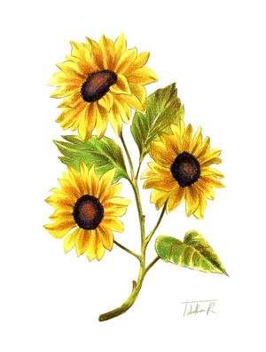 WATERCOLOR SUNFLOWERS
