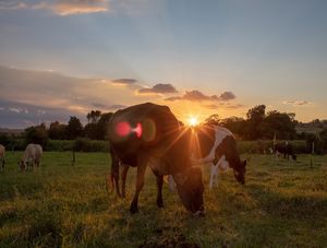 VACAS PASTANDO NO FINAL DA TARDE