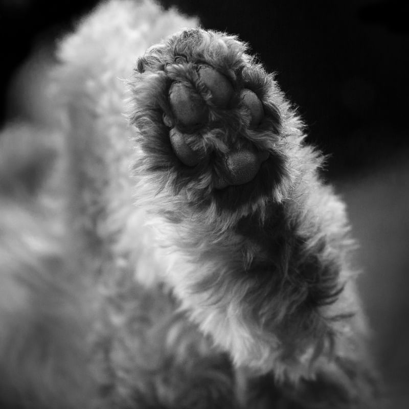 PATINHA DE CACHORRO