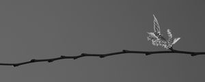 NA HORIZONTAL 00