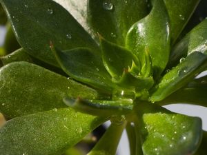 SUCULENTA VERDE