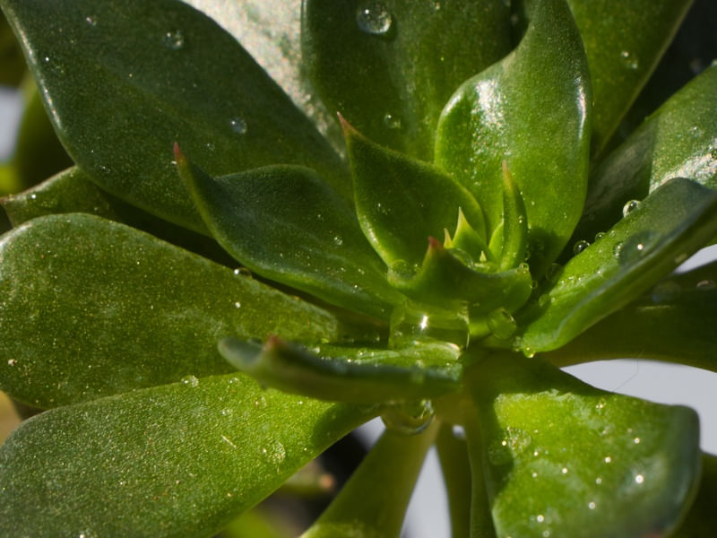 SUCULENTA VERDE