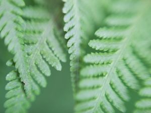 VENTO NAS PLANTAS