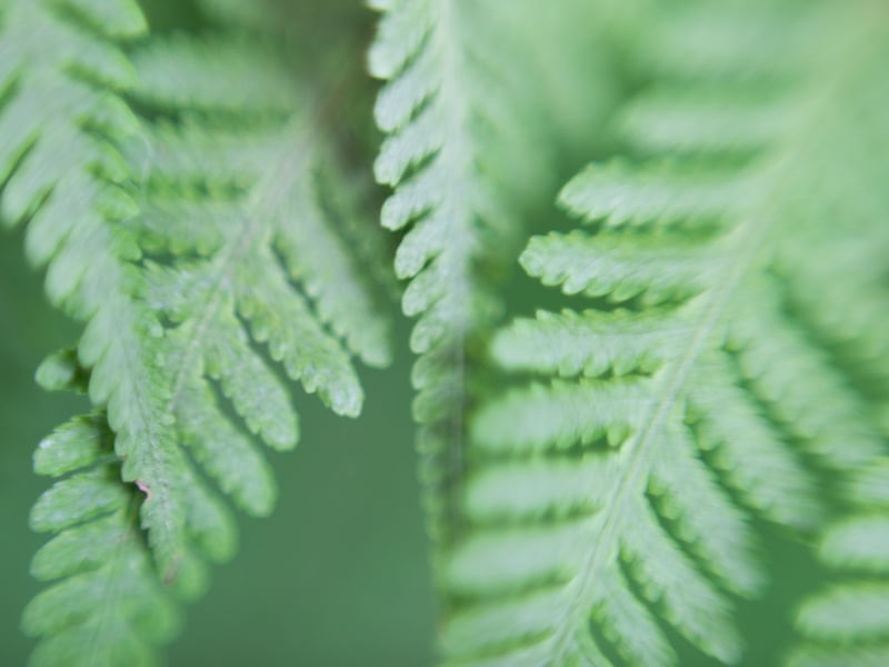VENTO NAS PLANTAS