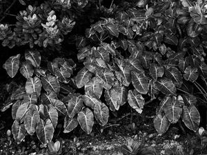NATUREZA DE PRATA II