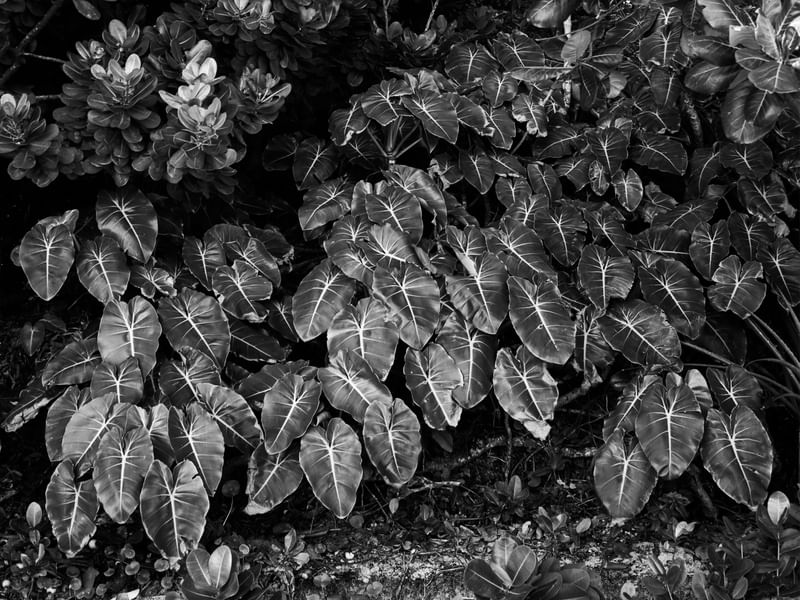 NATUREZA DE PRATA II