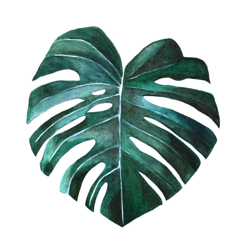 DARK MONSTERA LEAF
