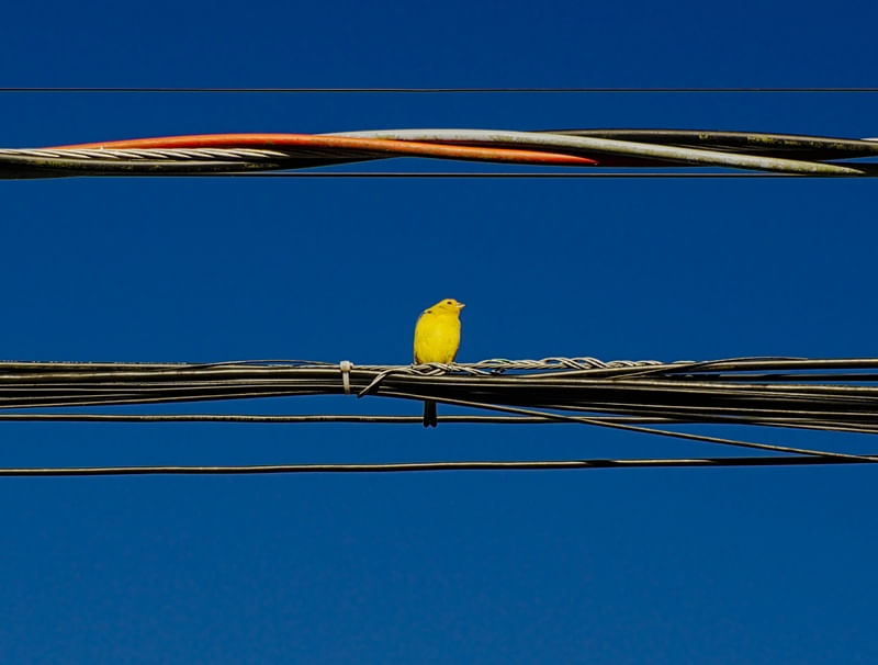 CANÁRIO AMARELO NO FIO
