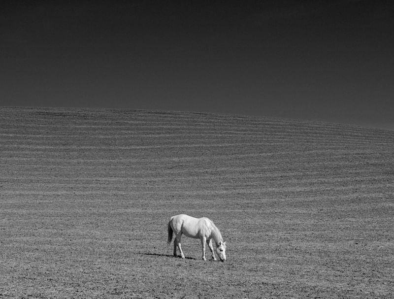 CAVALO NO PASTO