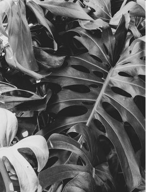 COSTELA DE ADÃO MONSTERA 2 B&W
