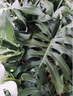 COSTELA DE ADÃO MONSTERA