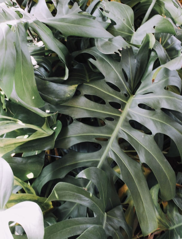 COSTELA DE ADÃO MONSTERA