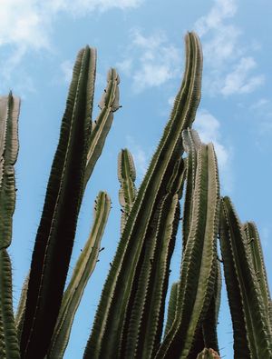 CACTOS E CÉU