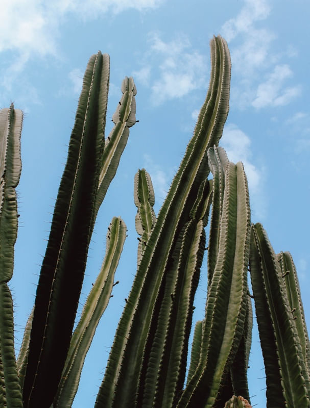 CACTOS E CÉU