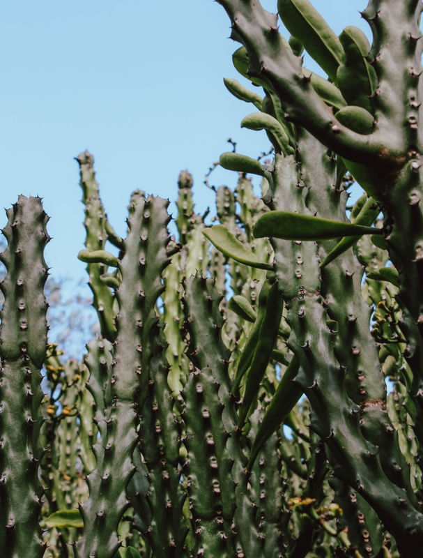 CACTOS E CÉU 2