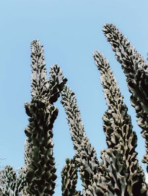 CACTOS E CÉU 3